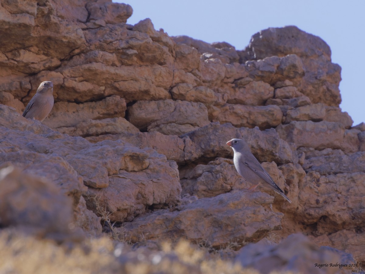 Trumpeter Finch - ML643883432