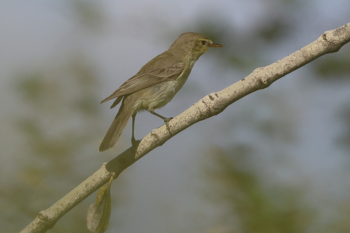 Icterine Warbler - ML643883436