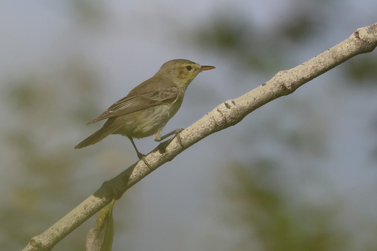 Icterine Warbler - ML643883437