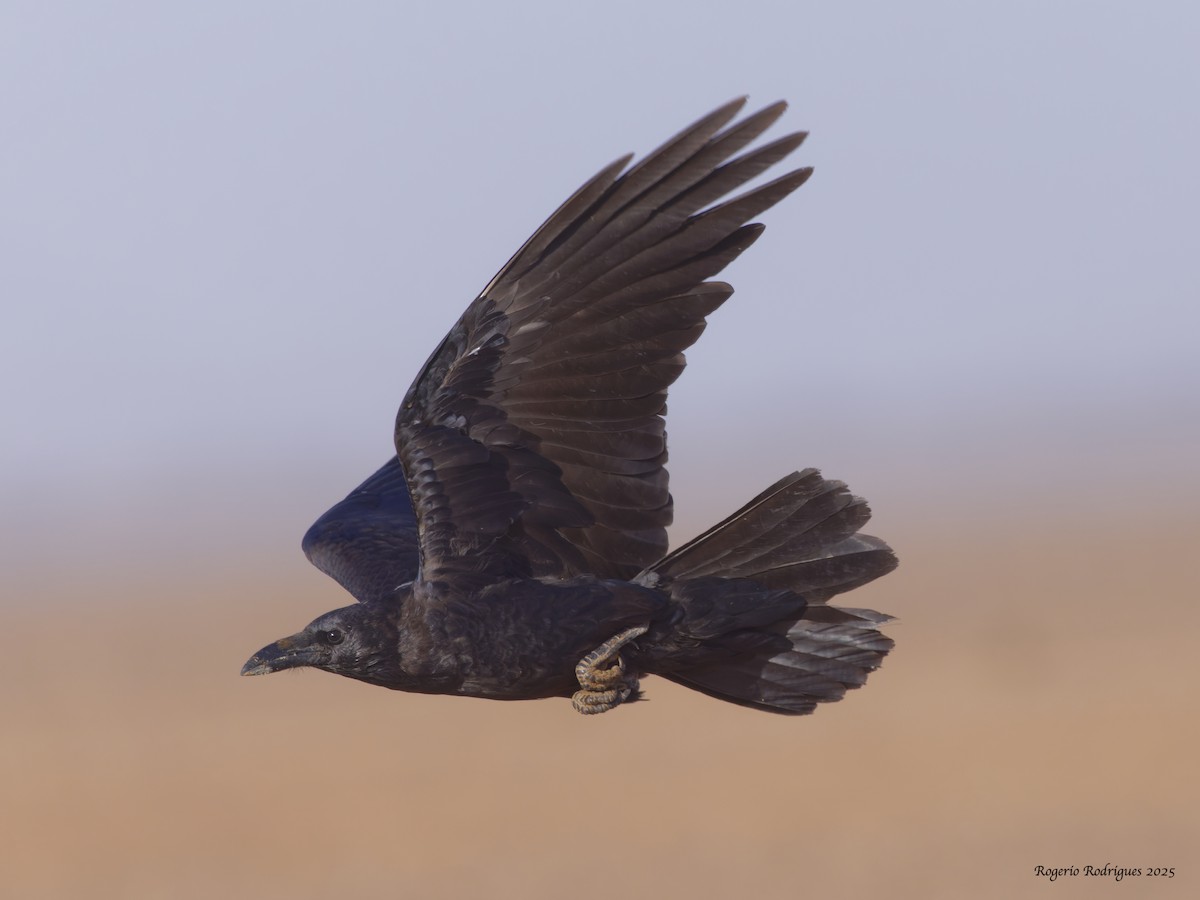 Corbeau brun - ML643883439