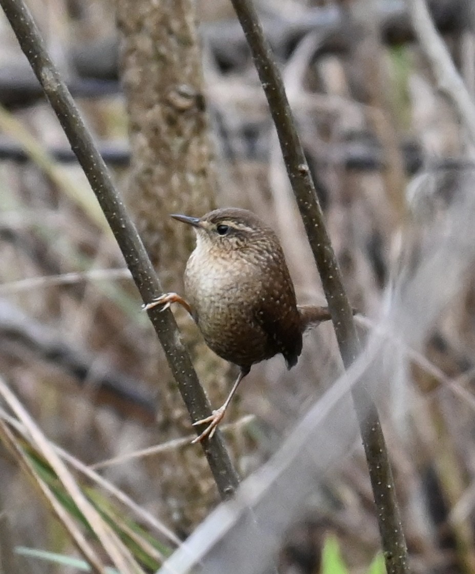 střízlík kanadský - ML643883460