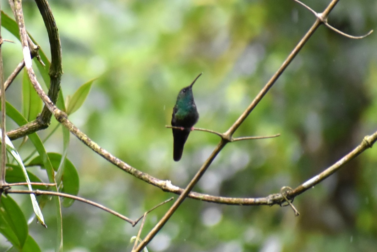 Bronze-tailed Plumeleteer - ML643883462