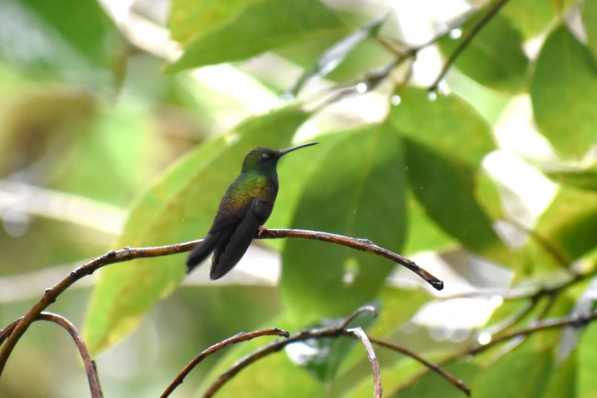 Bronze-tailed Plumeleteer - ML643883464