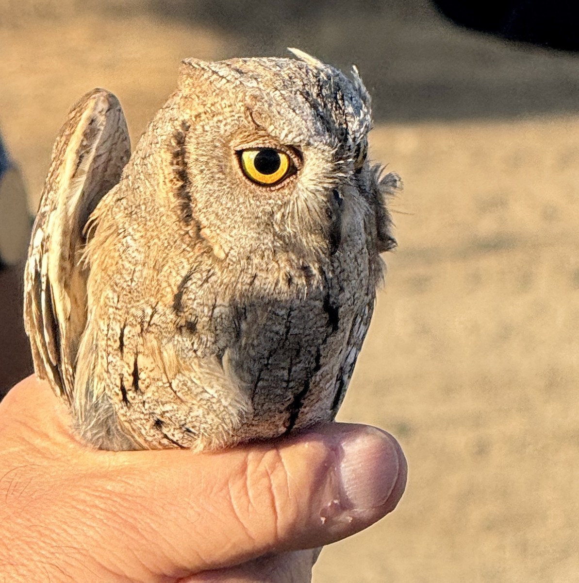 Eurasian Scops-Owl - ML643883495