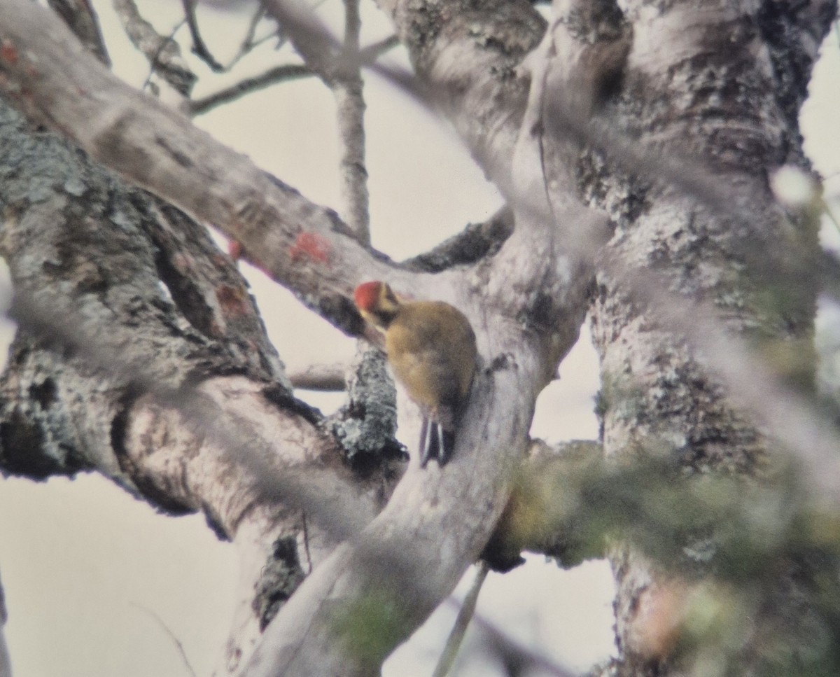 White-browed Woodpecker - ML643883497