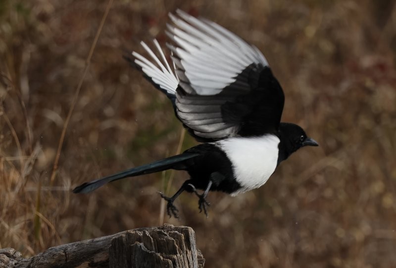 Black-billed Magpie - ML643883511