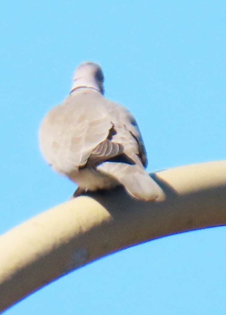 Türkentaube - ML643883517