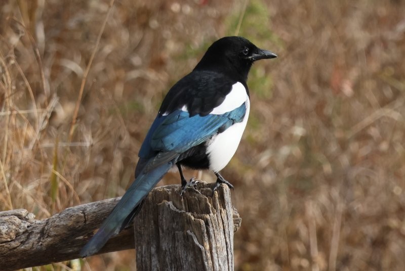 Black-billed Magpie - ML643883519