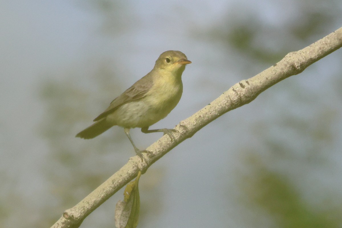 Icterine Warbler - ML643883520