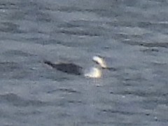Lesser Black-backed Gull - ML643883521