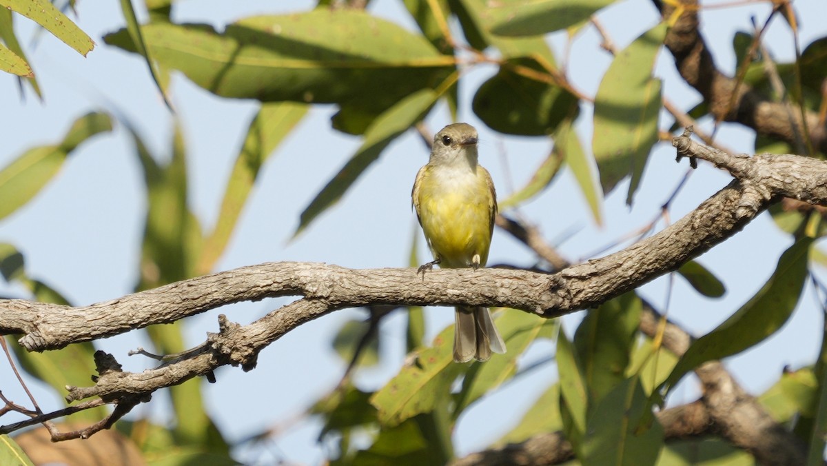 Limon Karınlı Sinekbülbülü - ML643883522