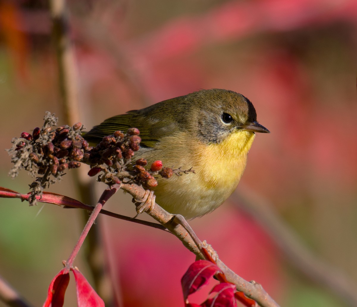 Common Yellowthroat - ML643883530