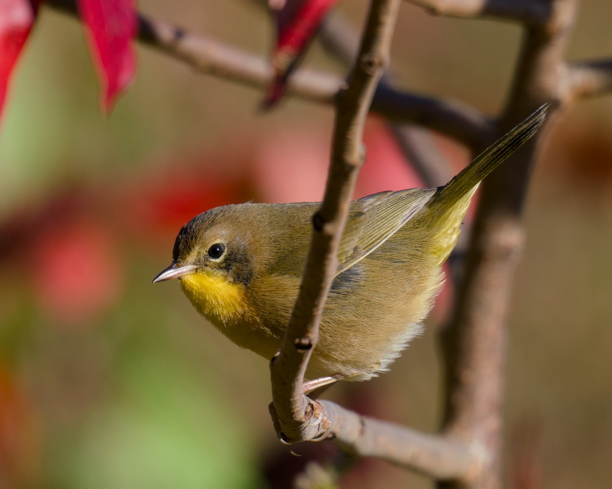Common Yellowthroat - ML643883531