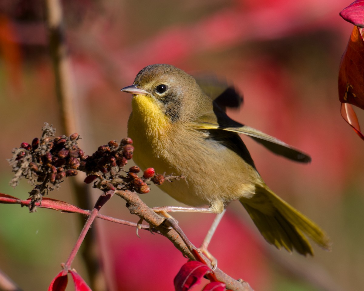 Common Yellowthroat - ML643883532