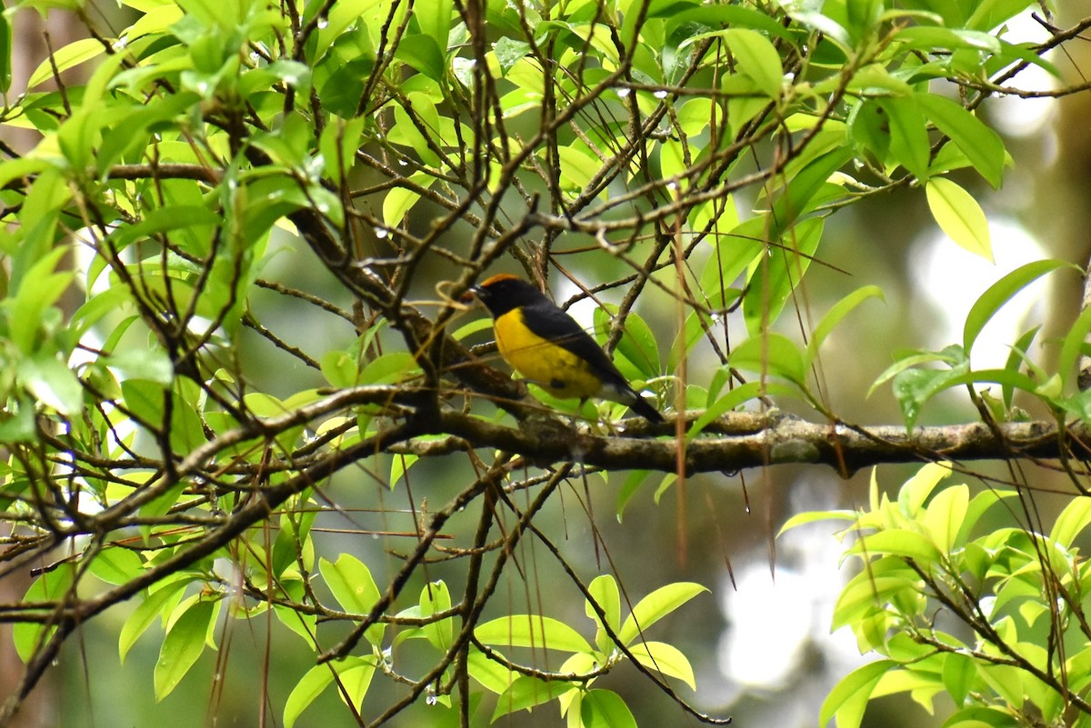 Tawny-capped Euphonia - ML643883533