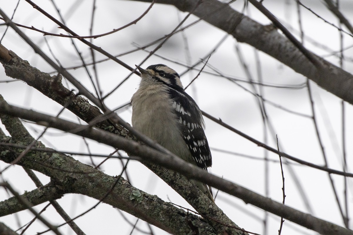 Pic mineur - ML643883534