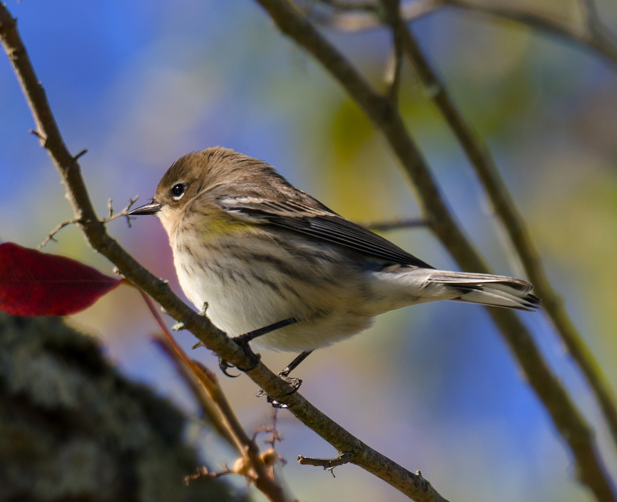 Yellow-rumped Warbler - ML643883549