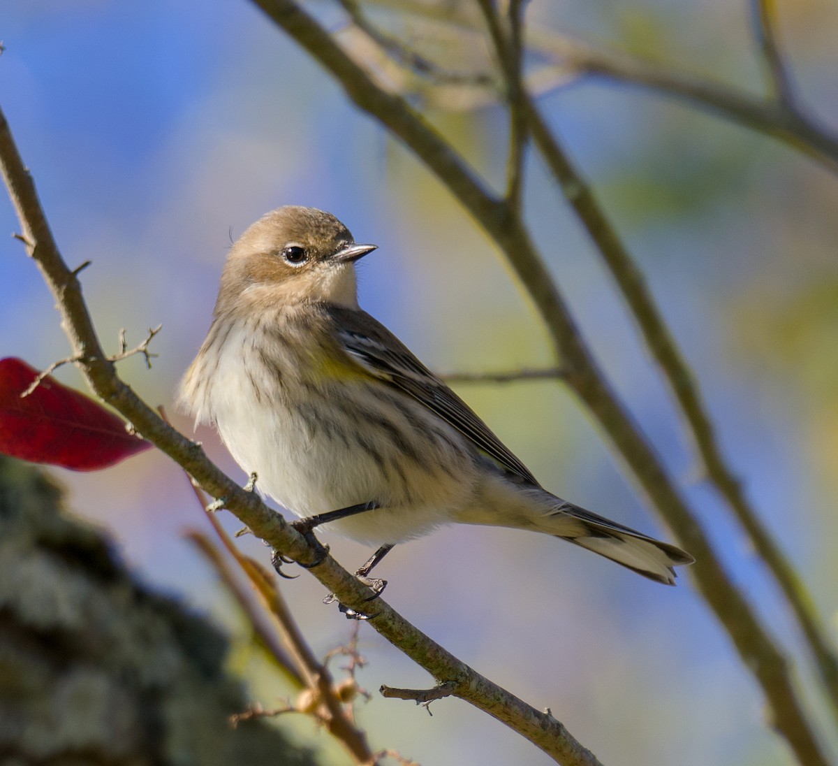 Yellow-rumped Warbler - ML643883550