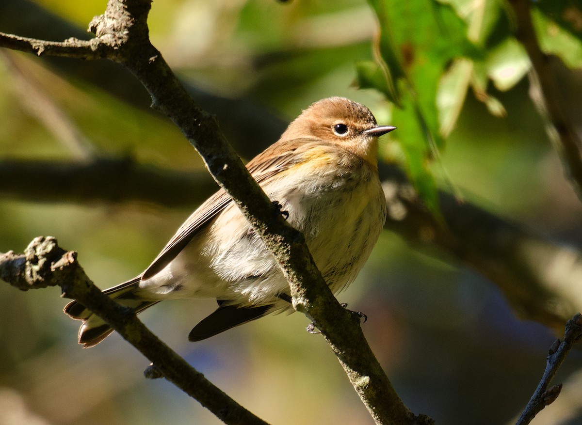 Yellow-rumped Warbler - ML643883551