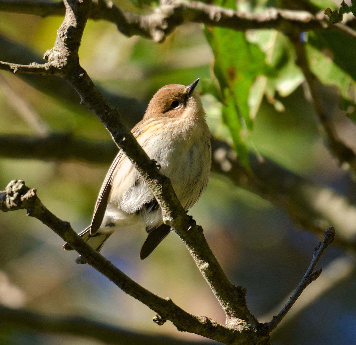 Yellow-rumped Warbler - ML643883552