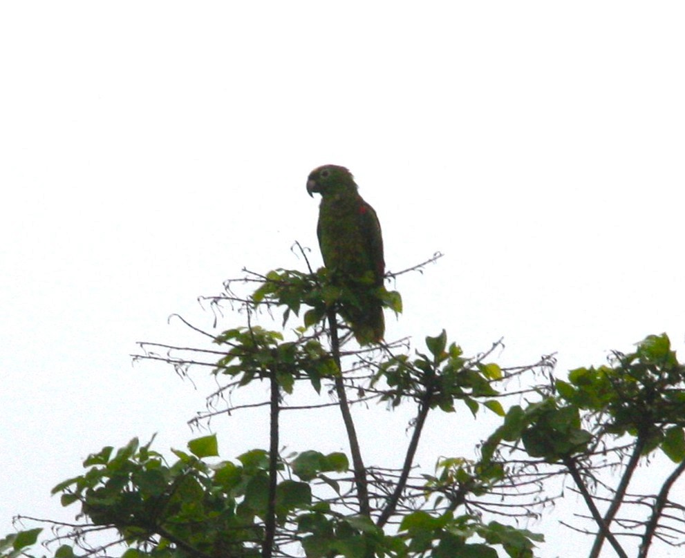 Yellow-crowned Amazon - ML643883556