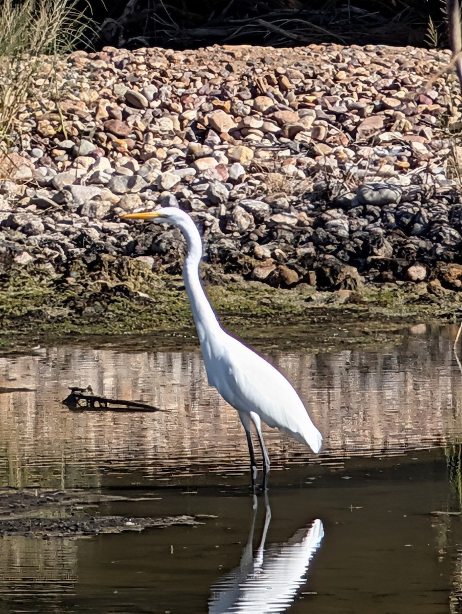 Great Egret - ML643883577