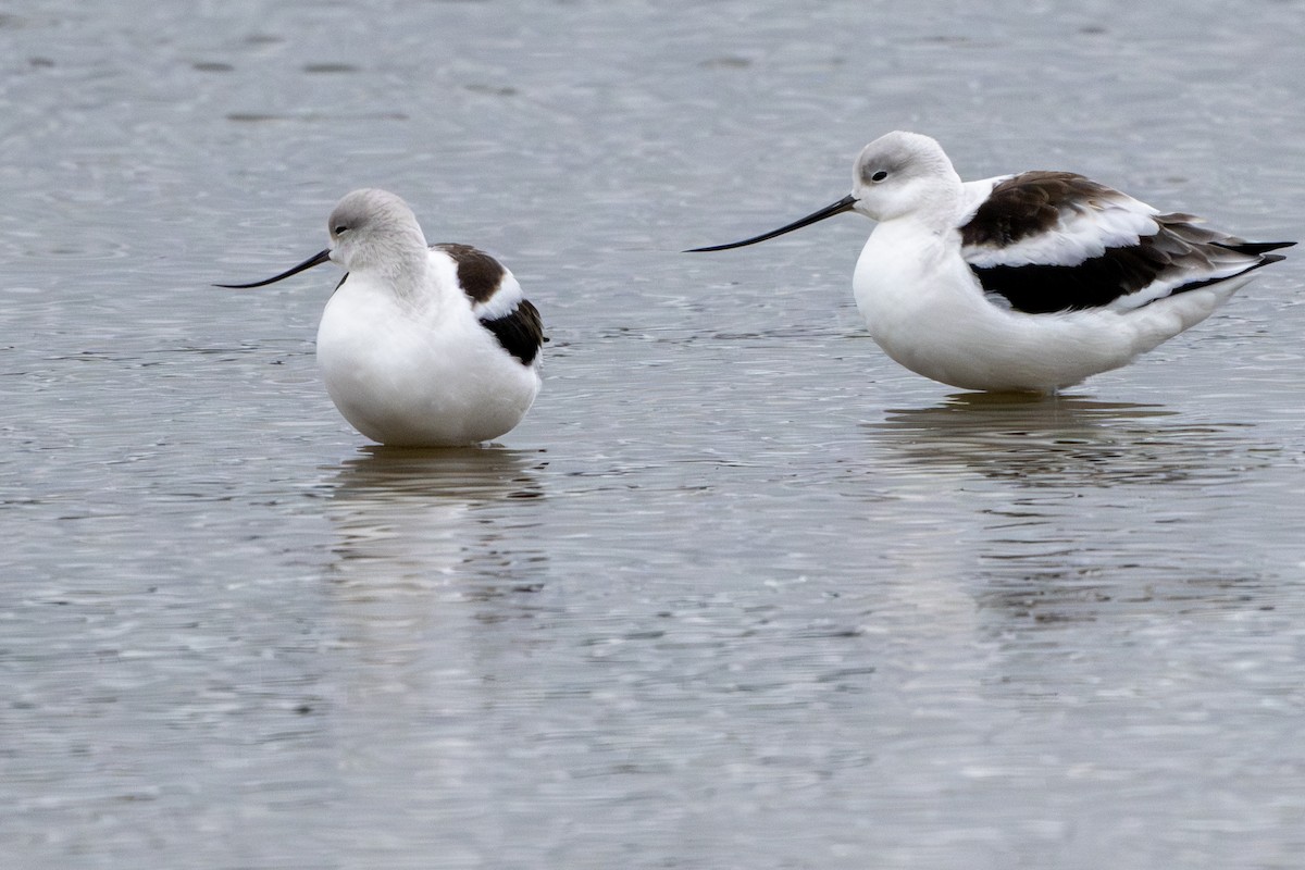 Avocette d'Amérique - ML643883579
