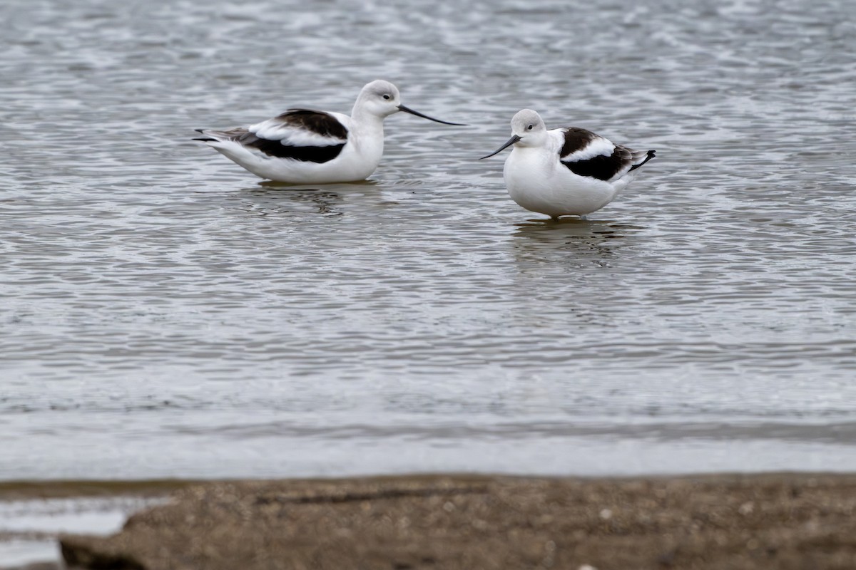 Avocette d'Amérique - ML643883583