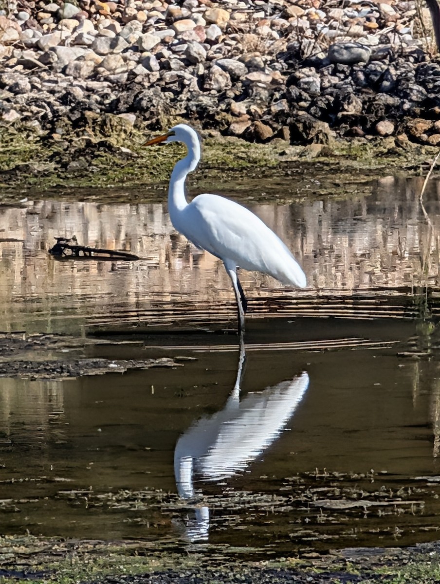 Great Egret - ML643883586