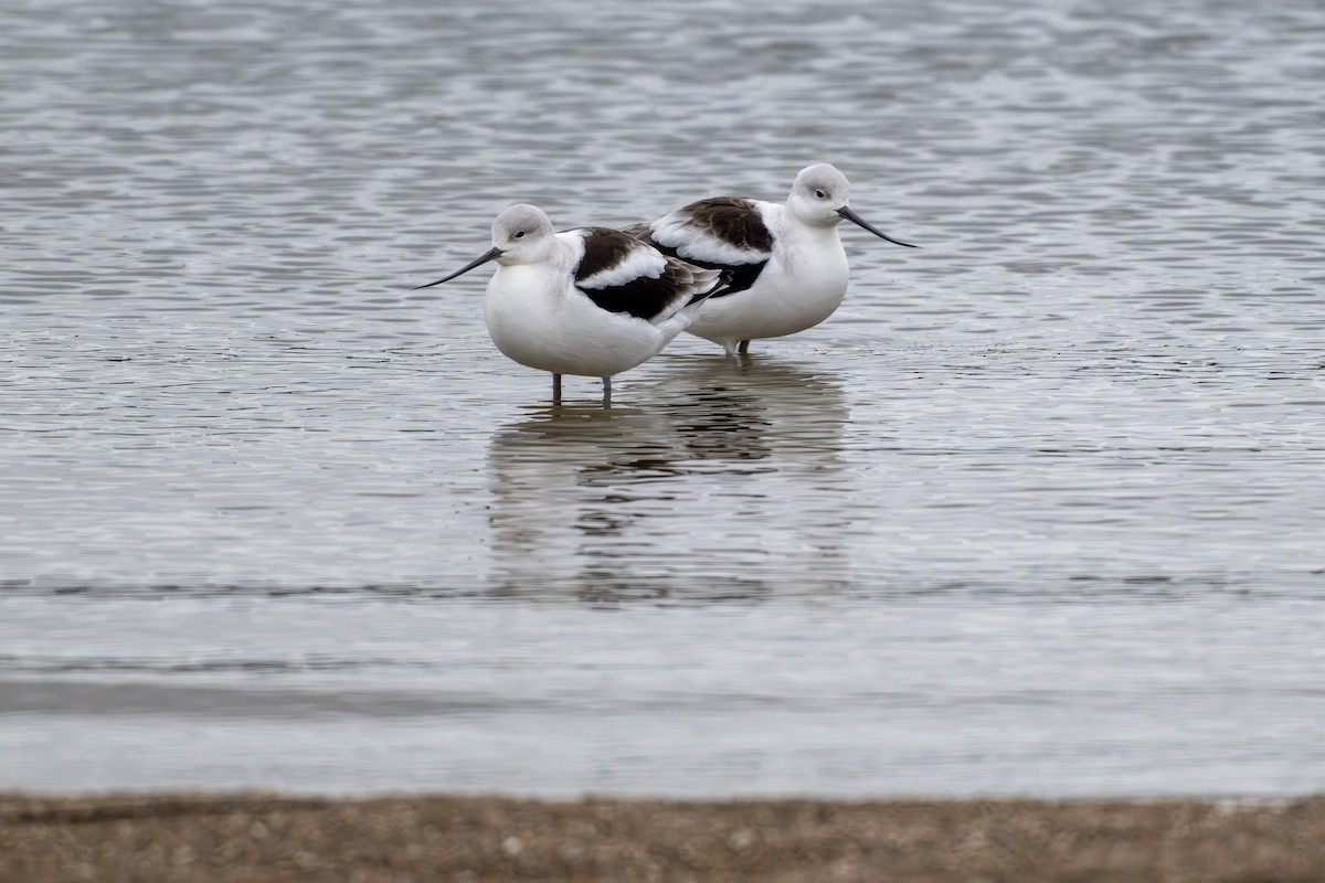 Avocette d'Amérique - ML643883591
