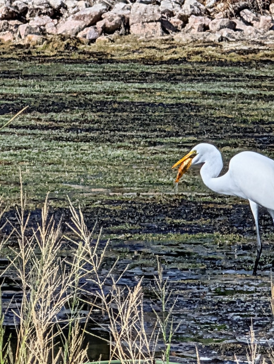 Great Egret - ML643883602