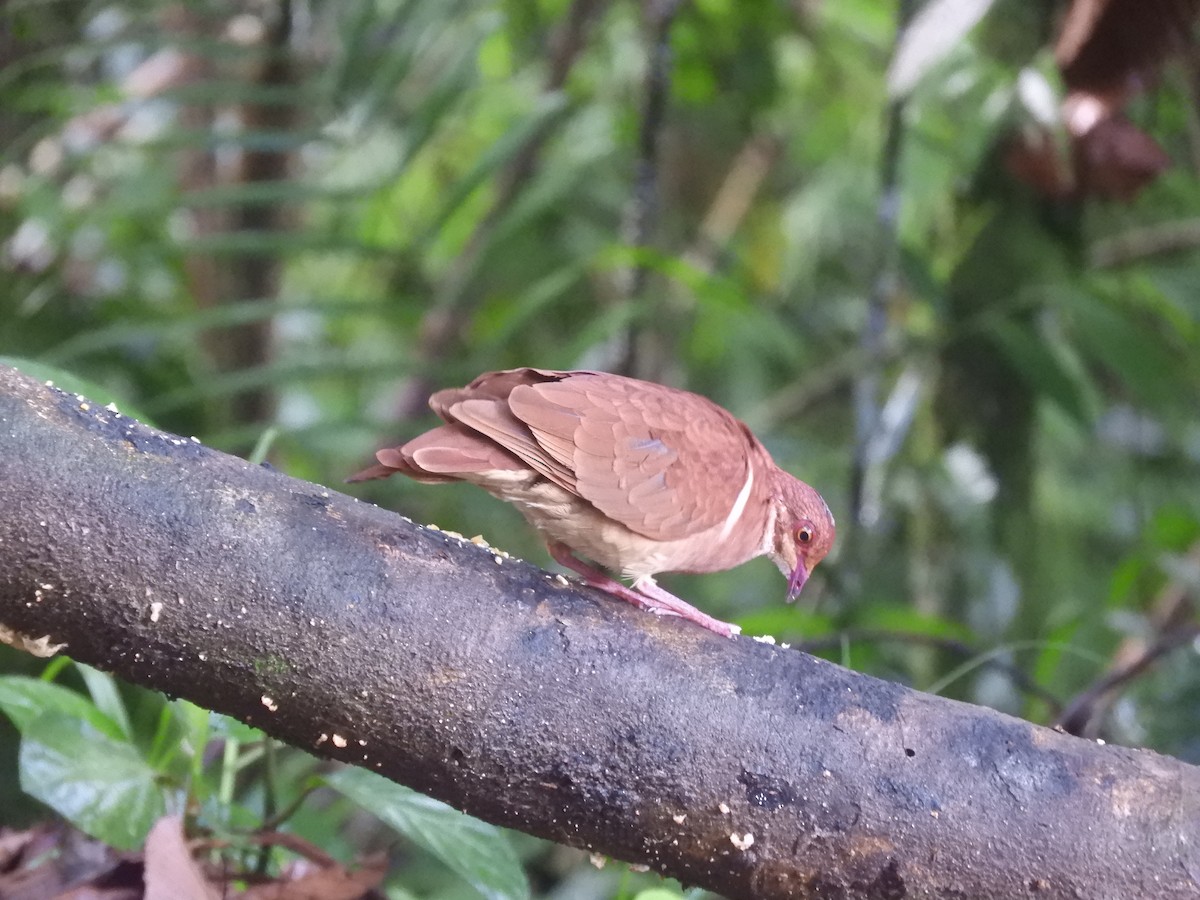 holub hnědočervený - ML643883604