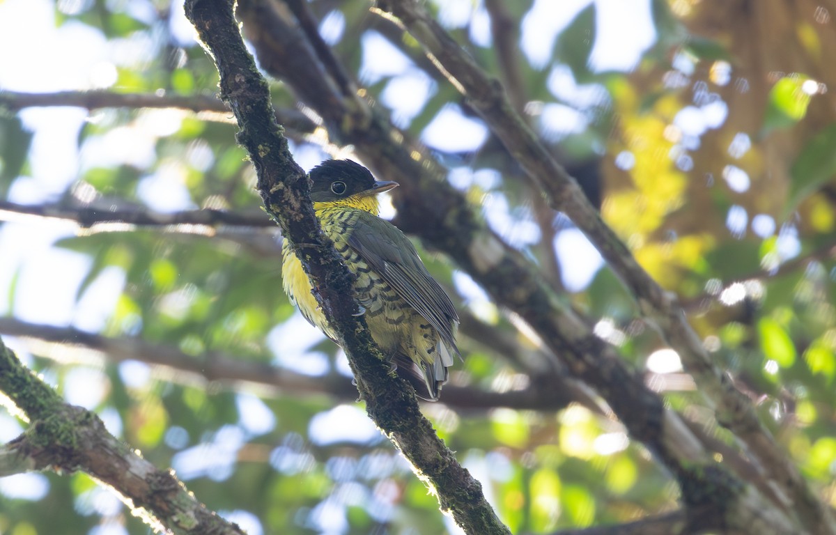 Brazilian Laniisoma - ML643883609