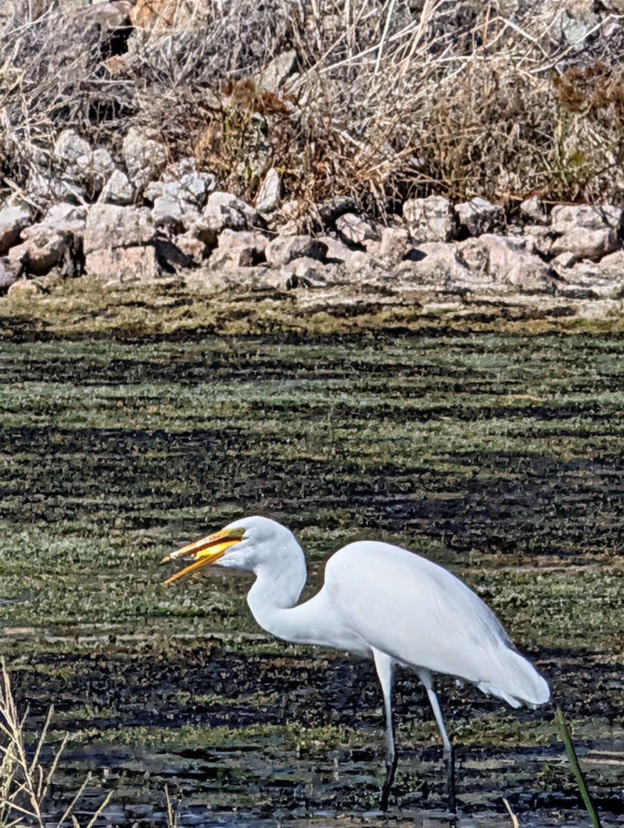 Great Egret - ML643883619