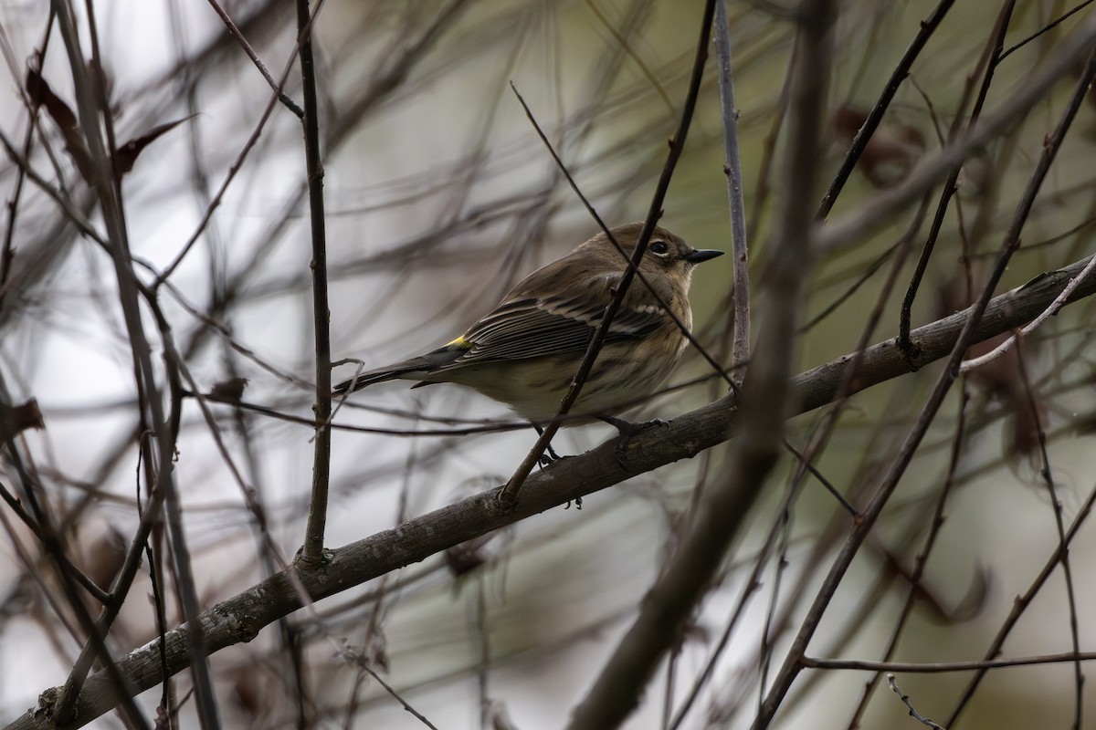 Paruline à croupion jaune - ML643883620