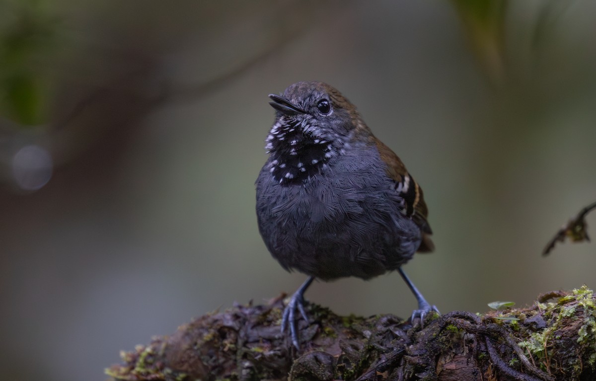 Star-throated Antwren - ML643883621