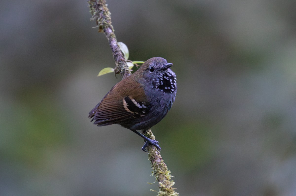 Star-throated Antwren - ML643883622