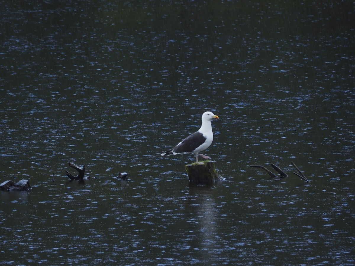 Great Black-backed Gull - ML643883623
