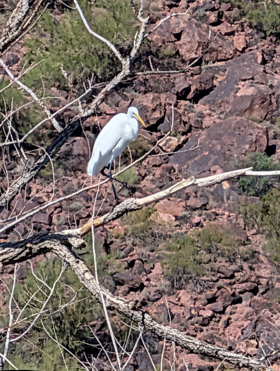 Great Egret - ML643883630