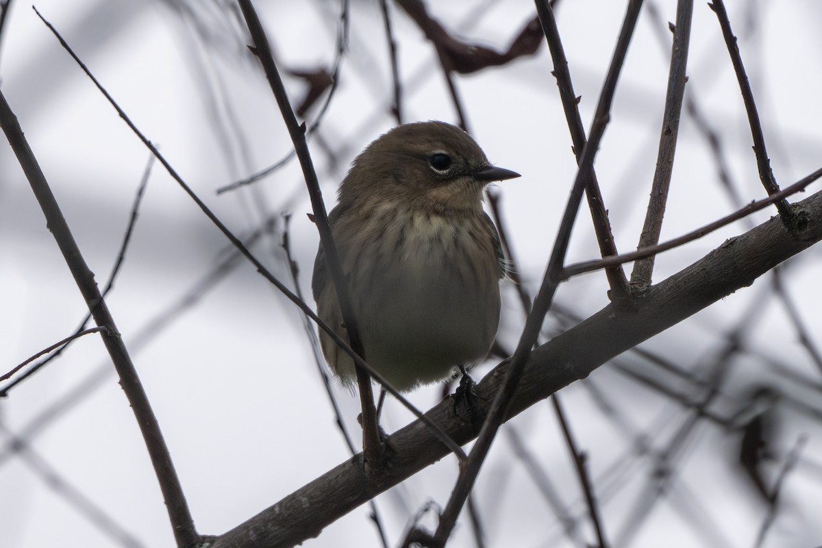 Paruline à croupion jaune - ML643883634