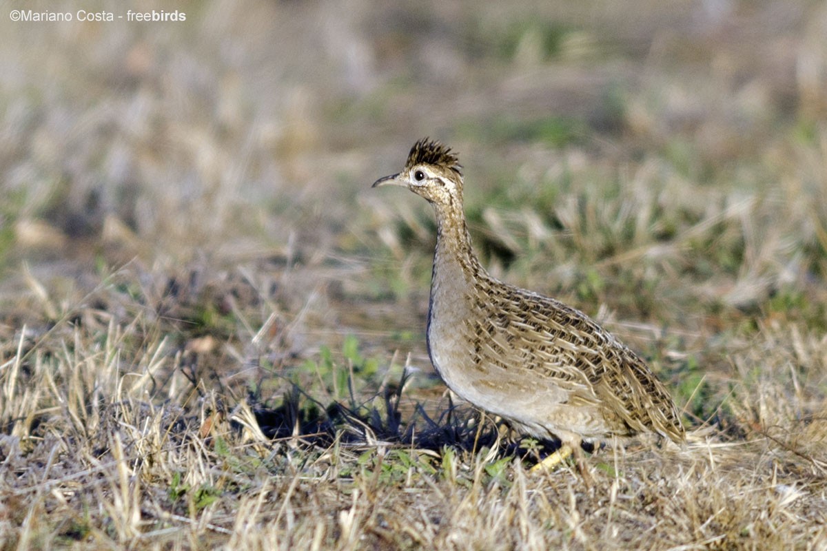 Chilean Tinamou - ML643883643