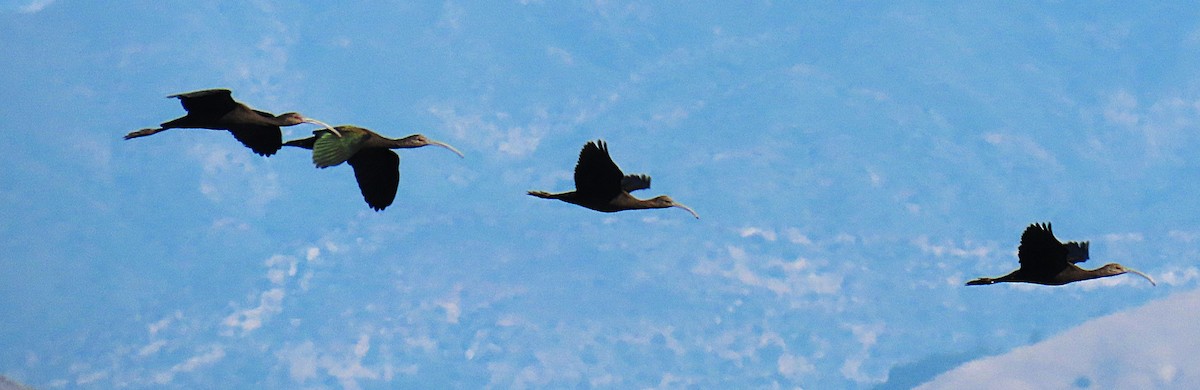 White-faced Ibis - ML643883646