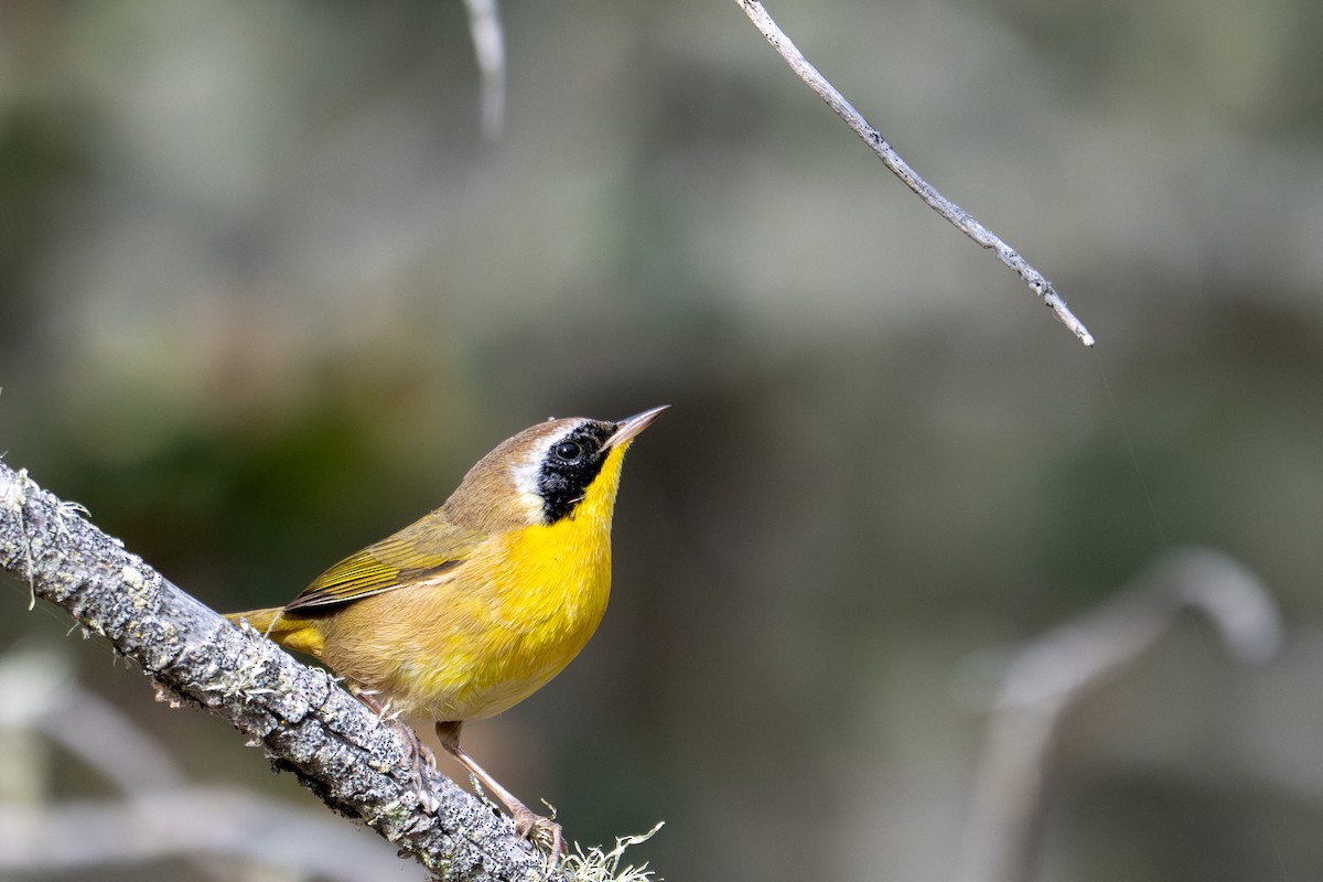 Common Yellowthroat - ML643883674