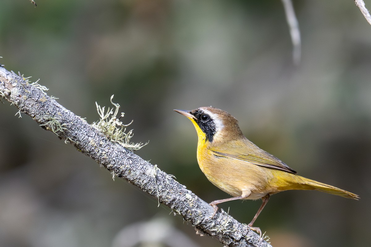 Common Yellowthroat - ML643883675