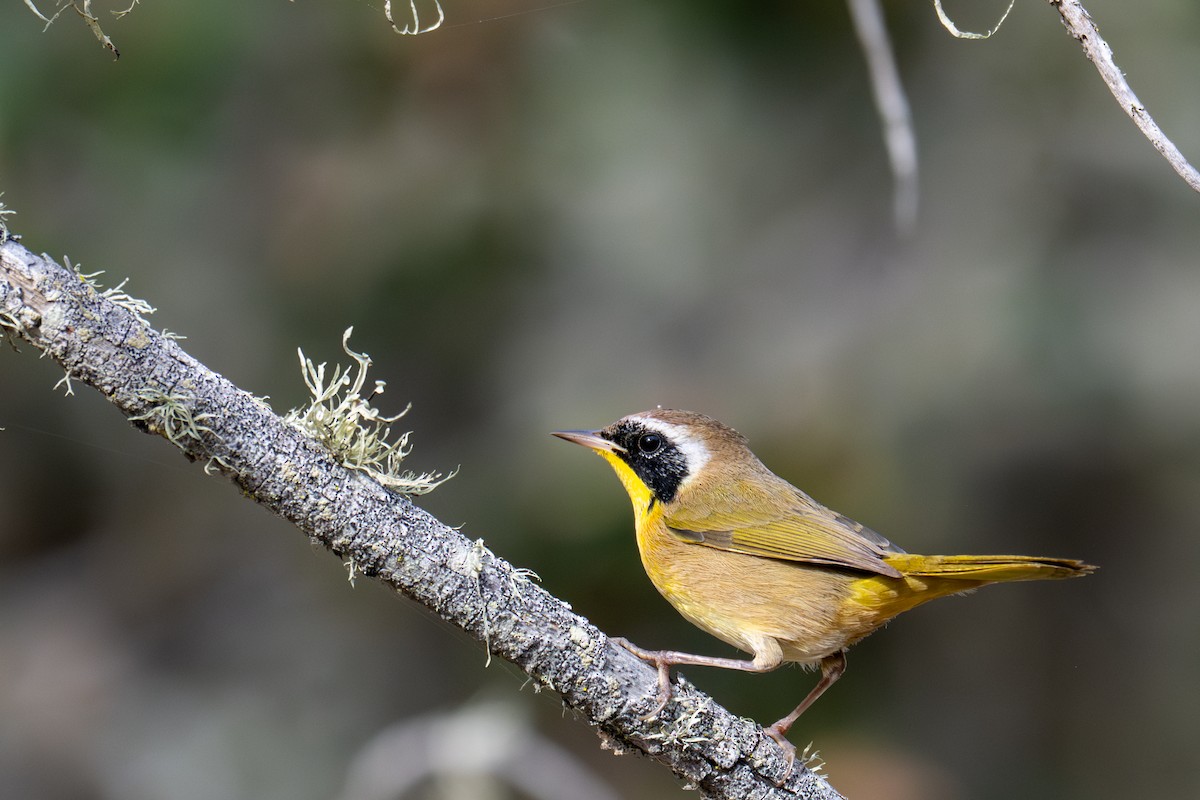 Common Yellowthroat - ML643883676