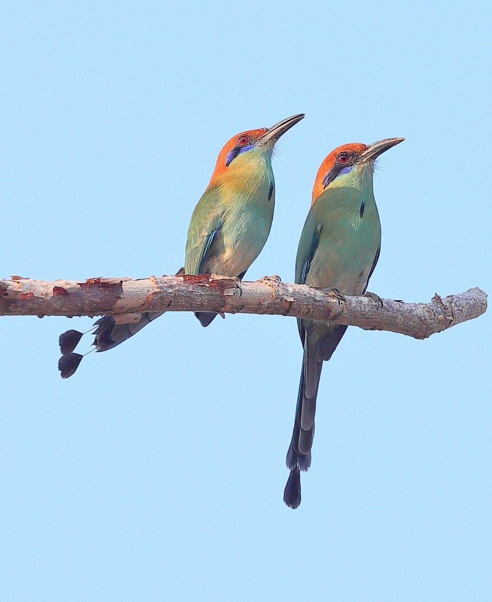 Russet-crowned Motmot - ML643883682