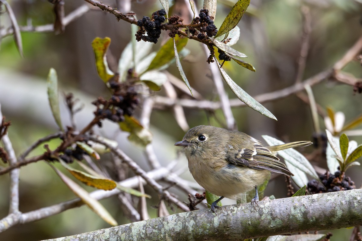 Hutton's Vireo - ML643883684
