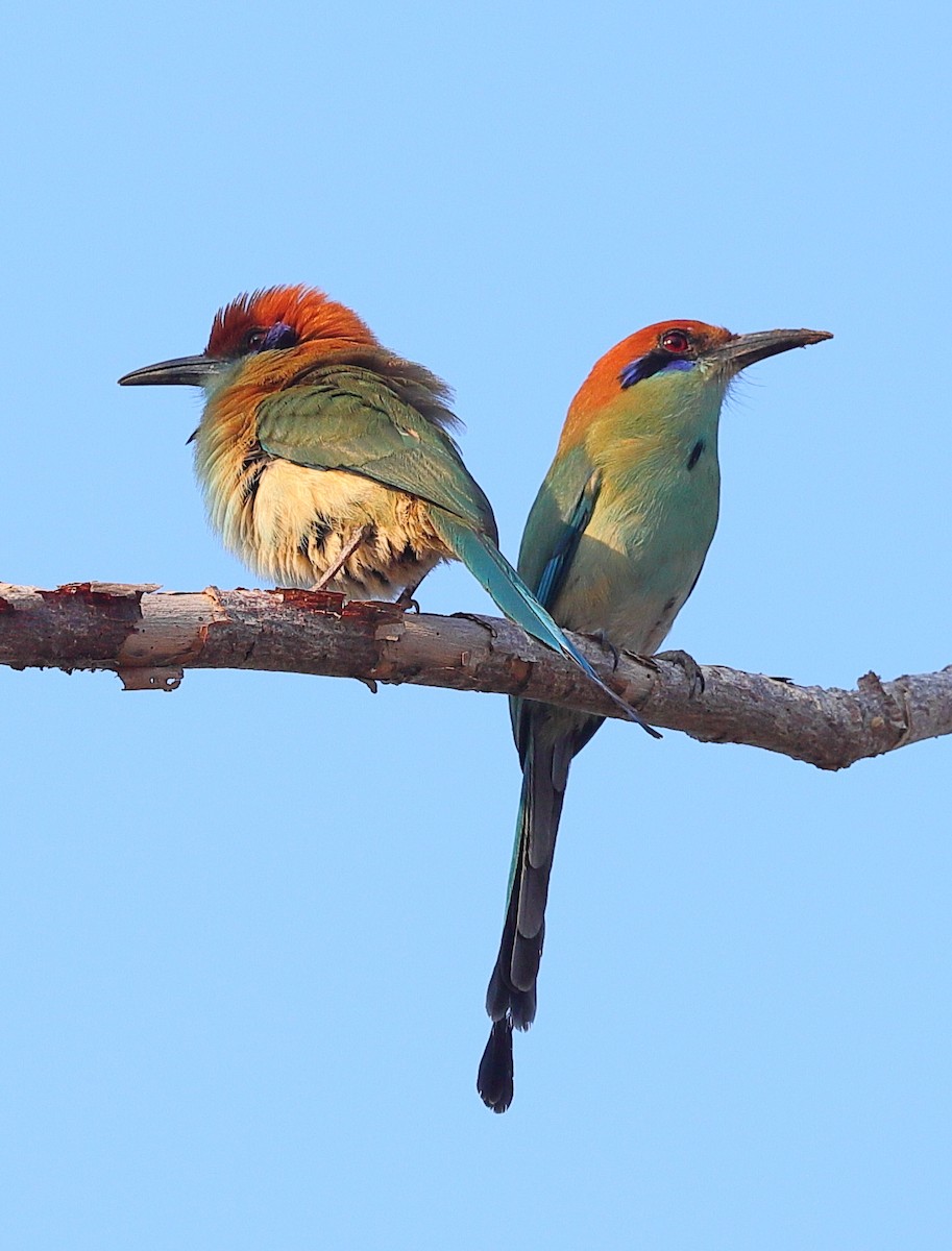 Russet-crowned Motmot - ML643883691