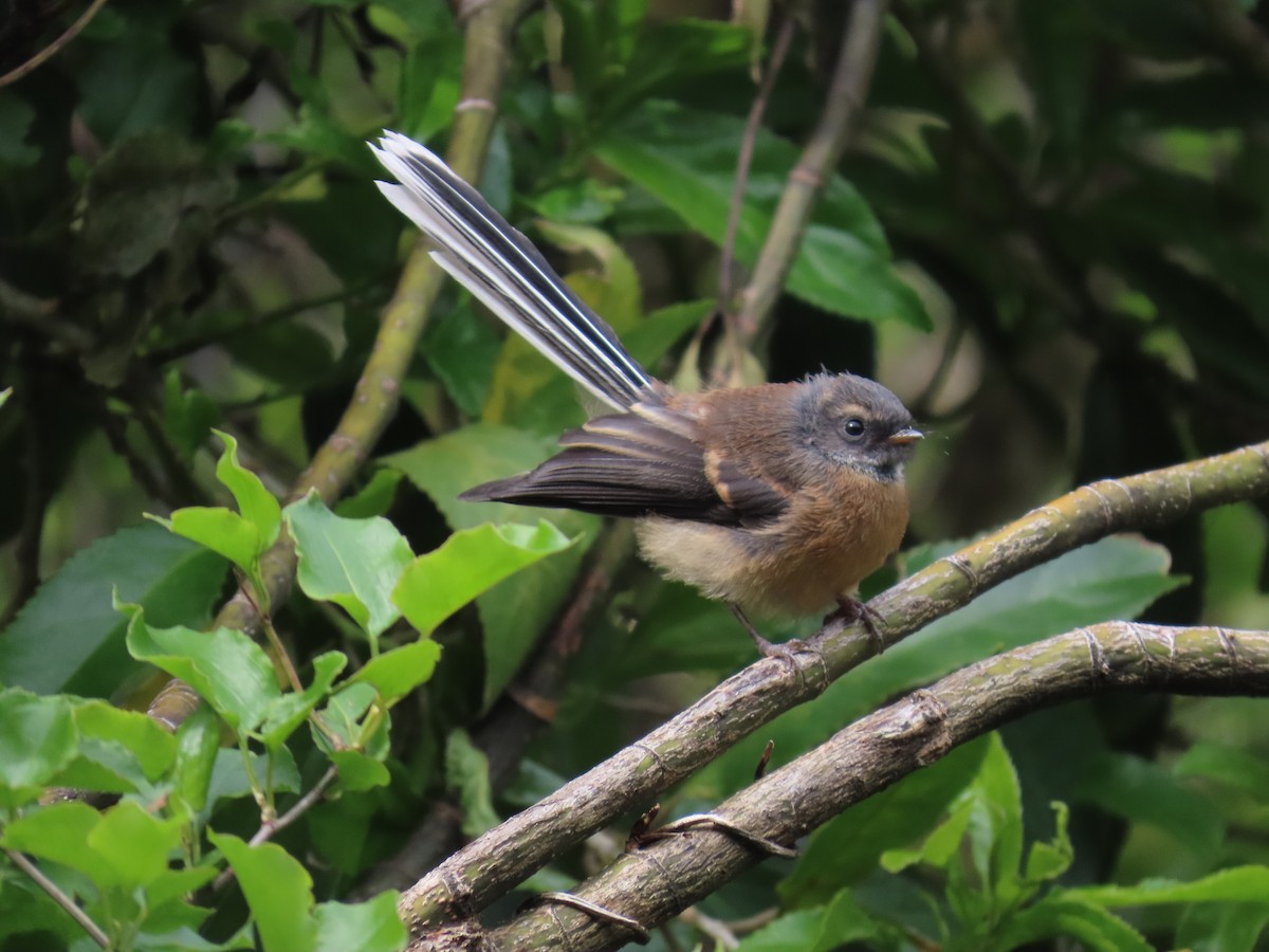 New Zealand Fantail - ML643883692