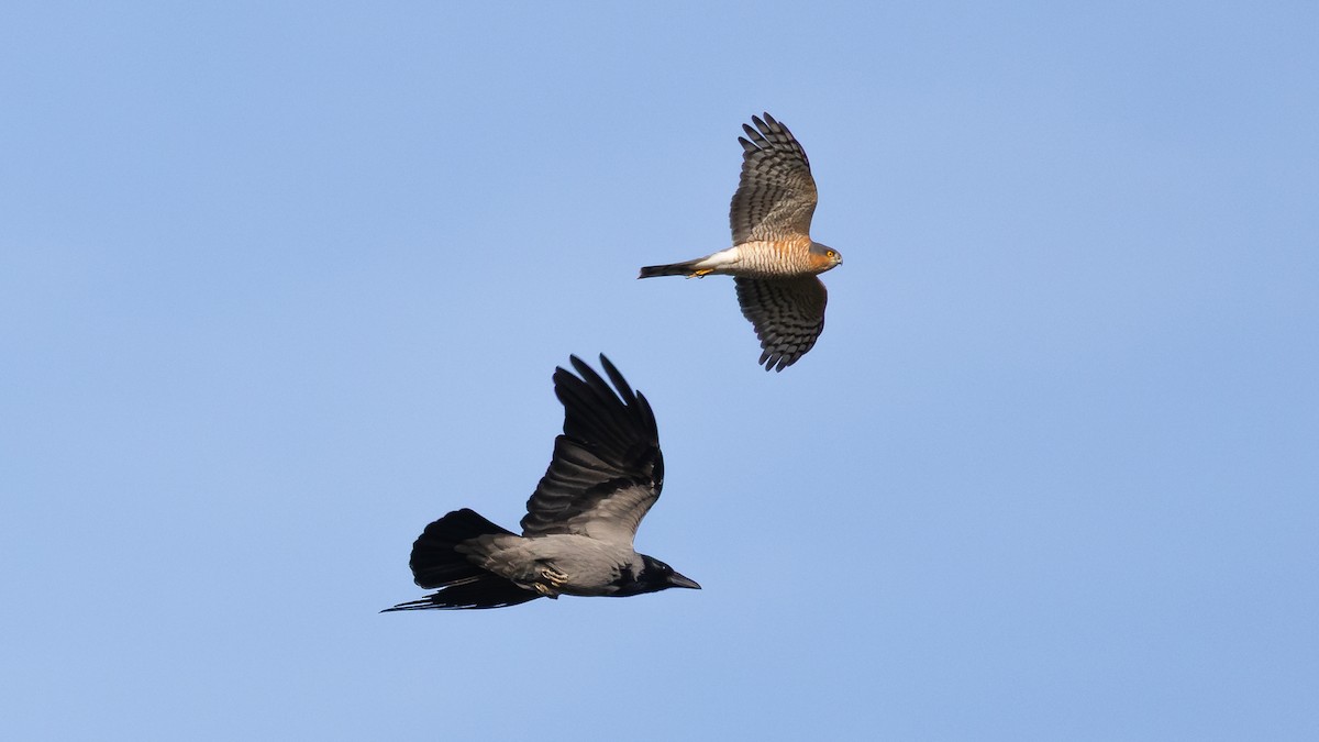 krahujec obecný - ML643883697